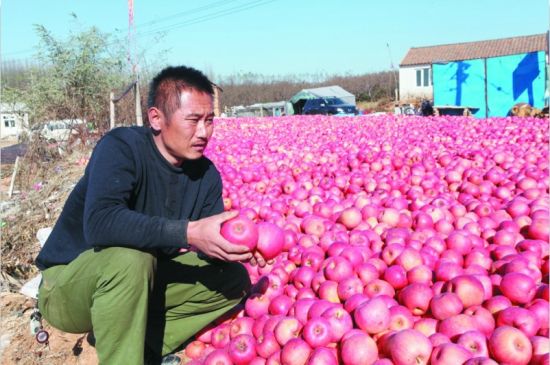 安徽苹果滞销新闻最新农产品滞销新闻